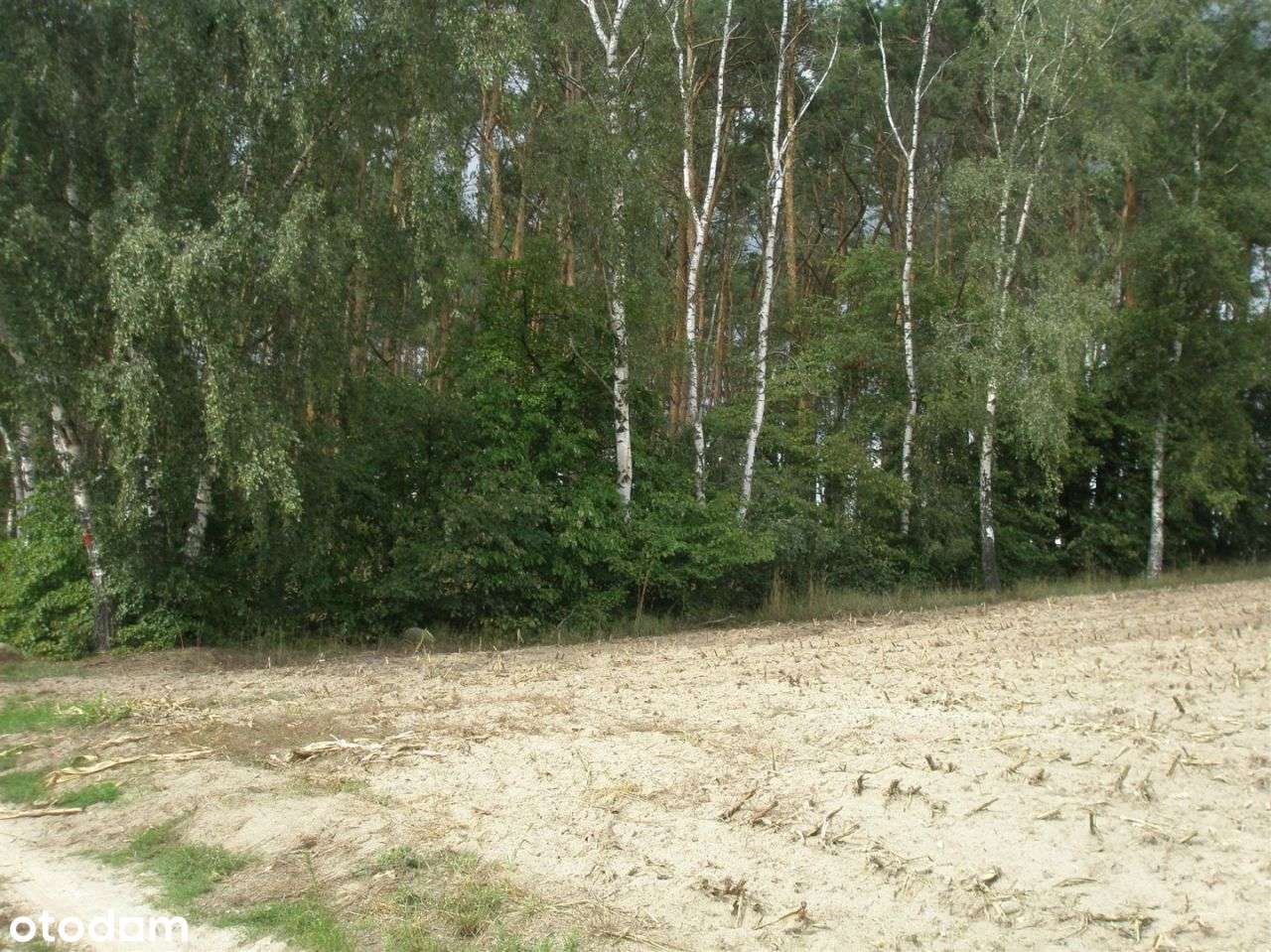 Działki Sepno koło Zielątkowa - Pełny obrazek: 5/5
