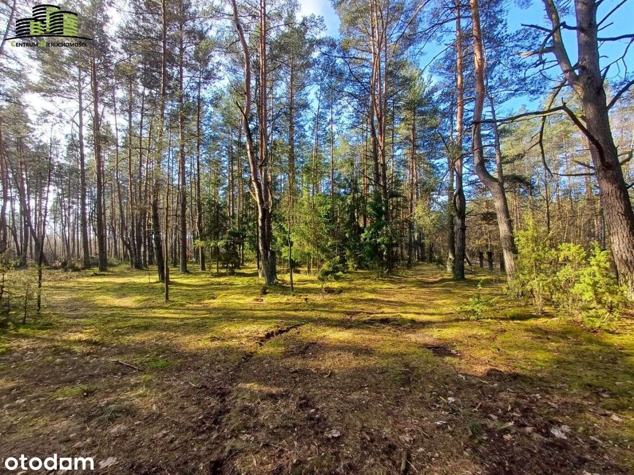 -Działka Leśna Szudziałowo- - Pełny obrazek: 5/5