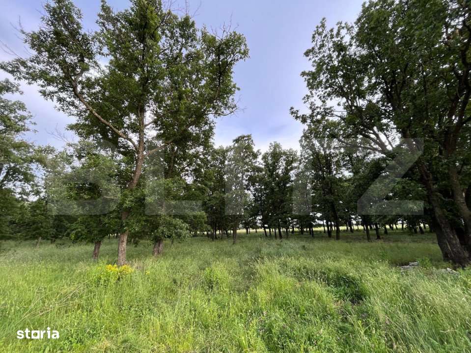 Teren partial intravilan 23.500 mp, apa, curent si supraveghere video, - Imagine principală: 4/11