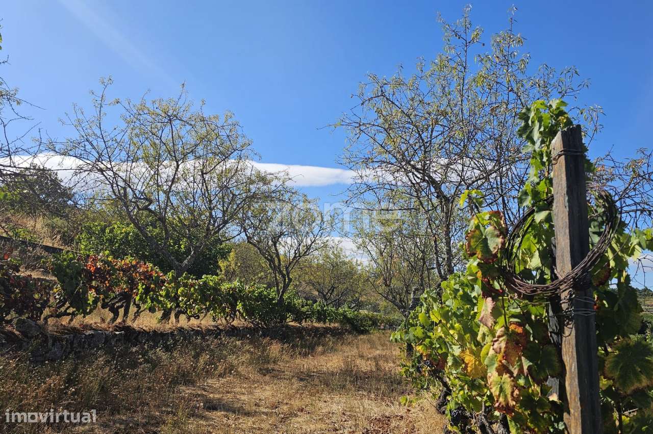 Terreno Rústico Urbanizavel – Presandães, Alijó - Grande imagem: 4/11