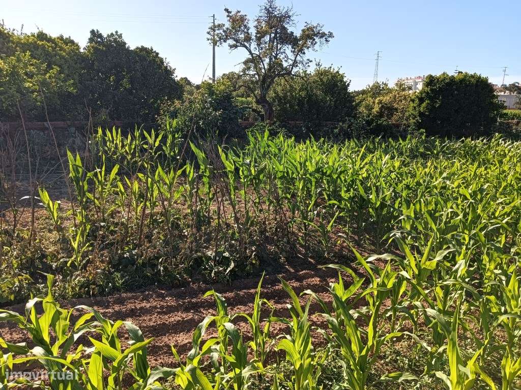 Lote de terreno próximo ao hospital privado - Oiã-4