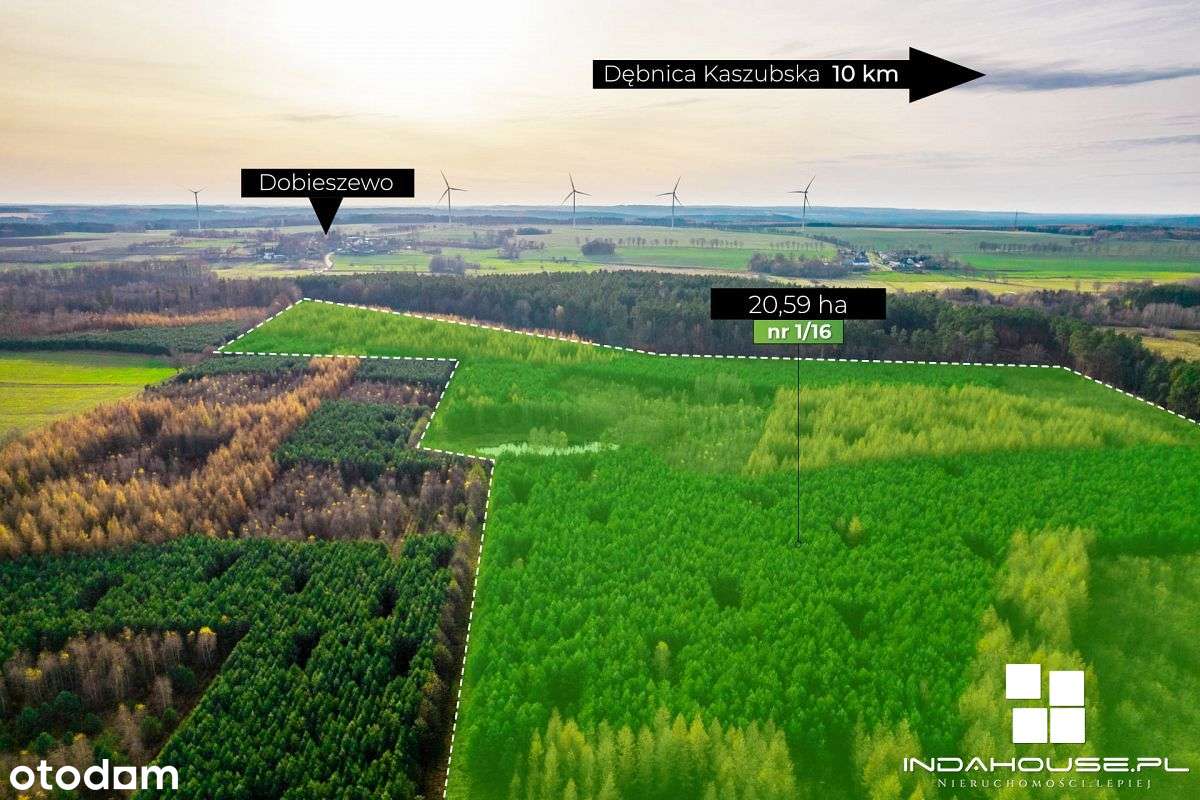 Las. Zainwestuj w swoją przyszłość. - Pełny obrazek: 3/12