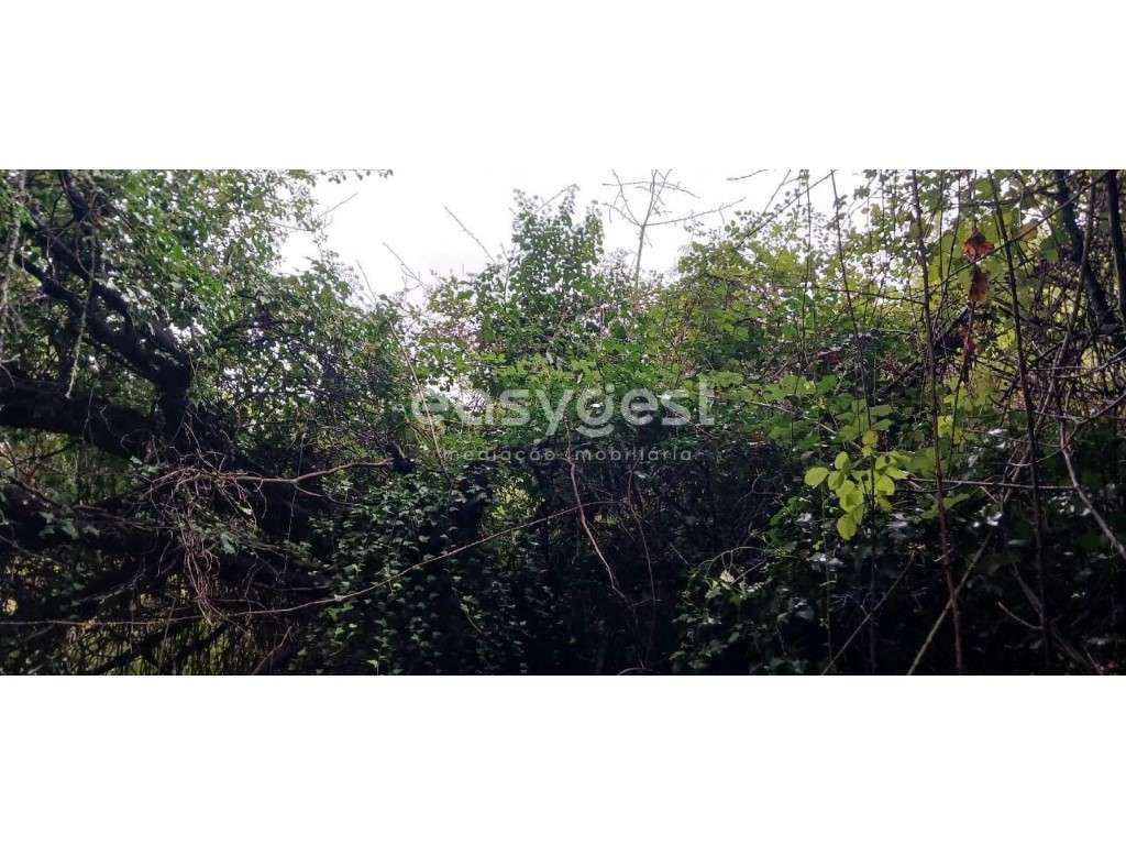 Espetacular terreno agrícola localizado em Aval-Bodiosa-Viseu-Portugal - Grande imagem: 5/15