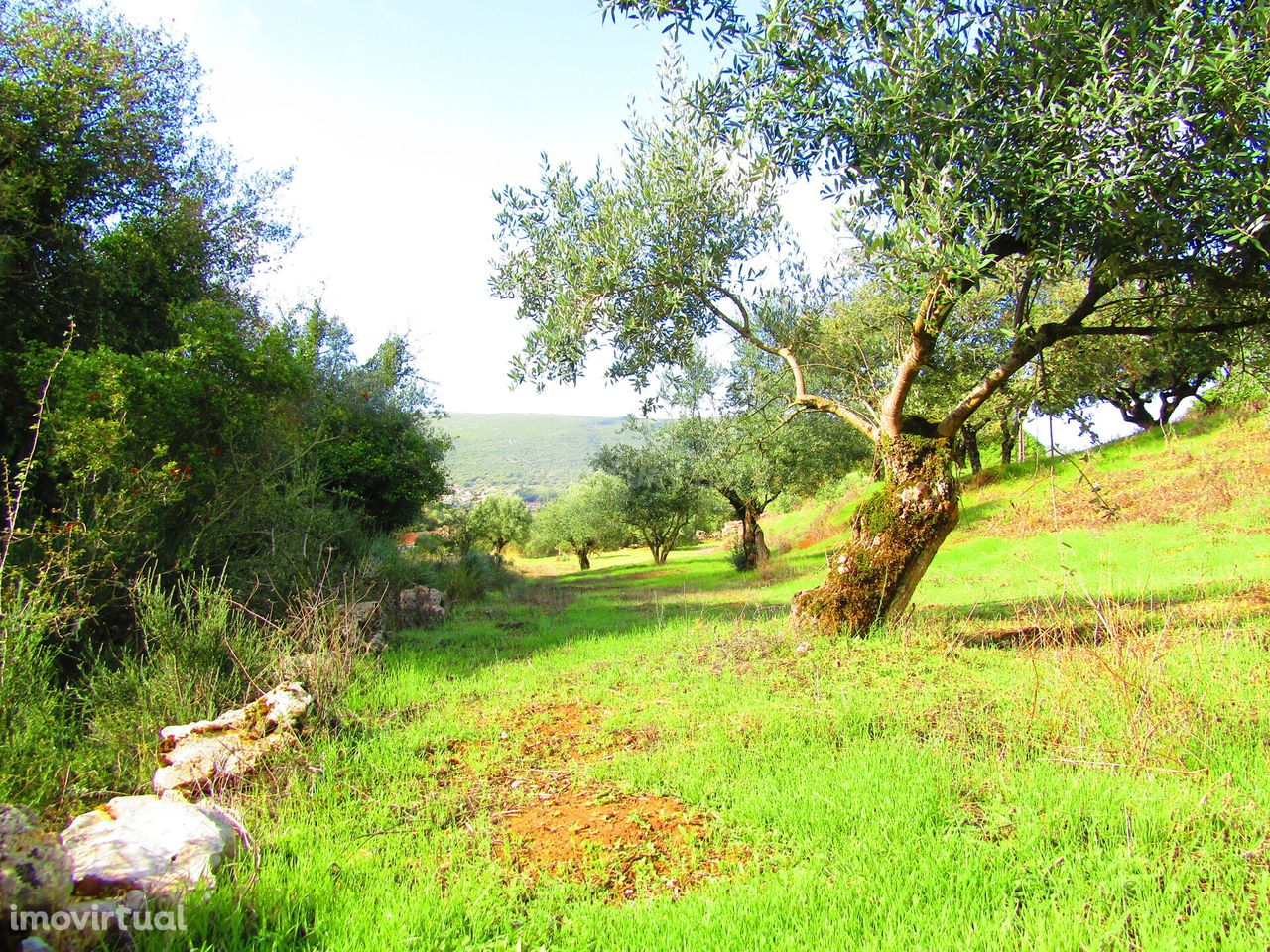 Terreno - Porto-de-Mós