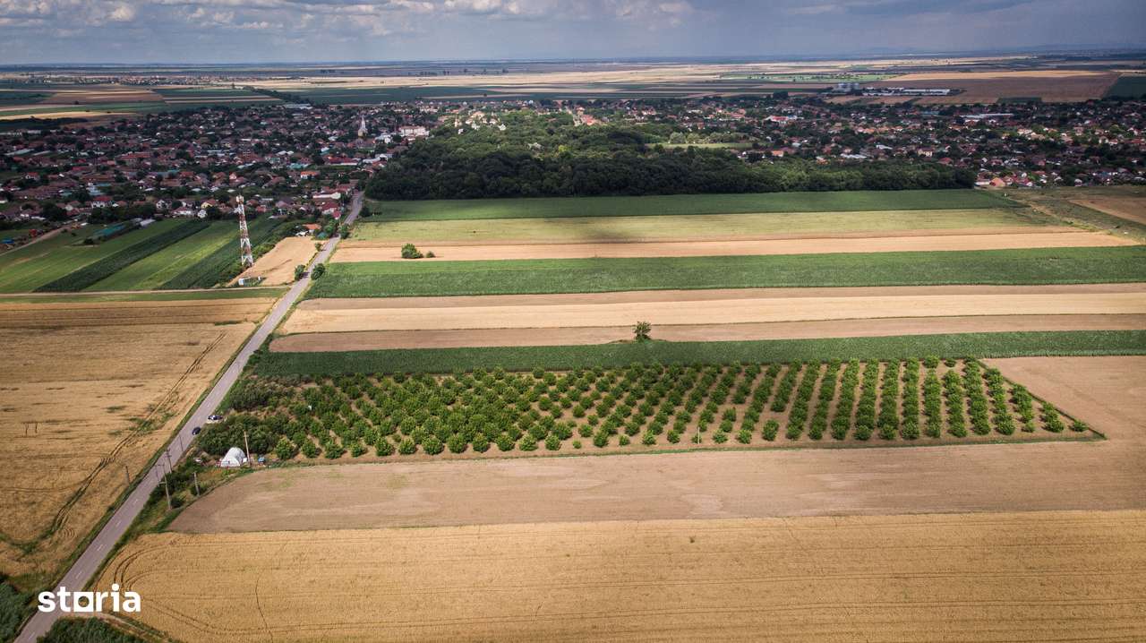 Livadă de nuci altoită și ecologică 2.5ha - Imagine principală: 5/11