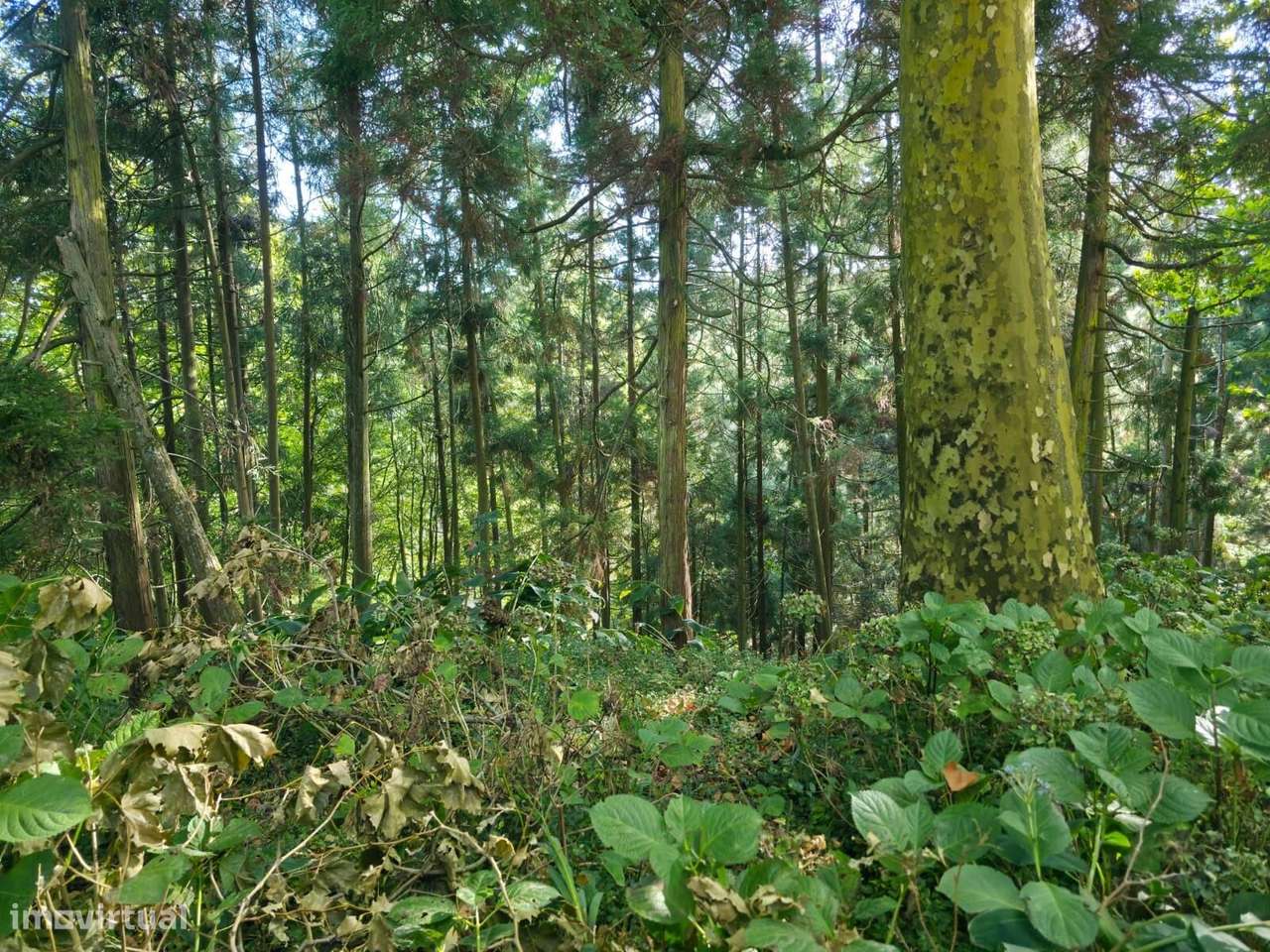 Terreno Rústico em Lomba da Maia - Grande imagem: 3/10
