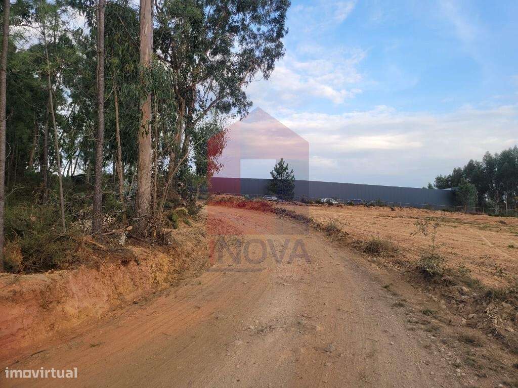 Terreno florestal, Escariz São Martinho - Grande imagem: 5/24