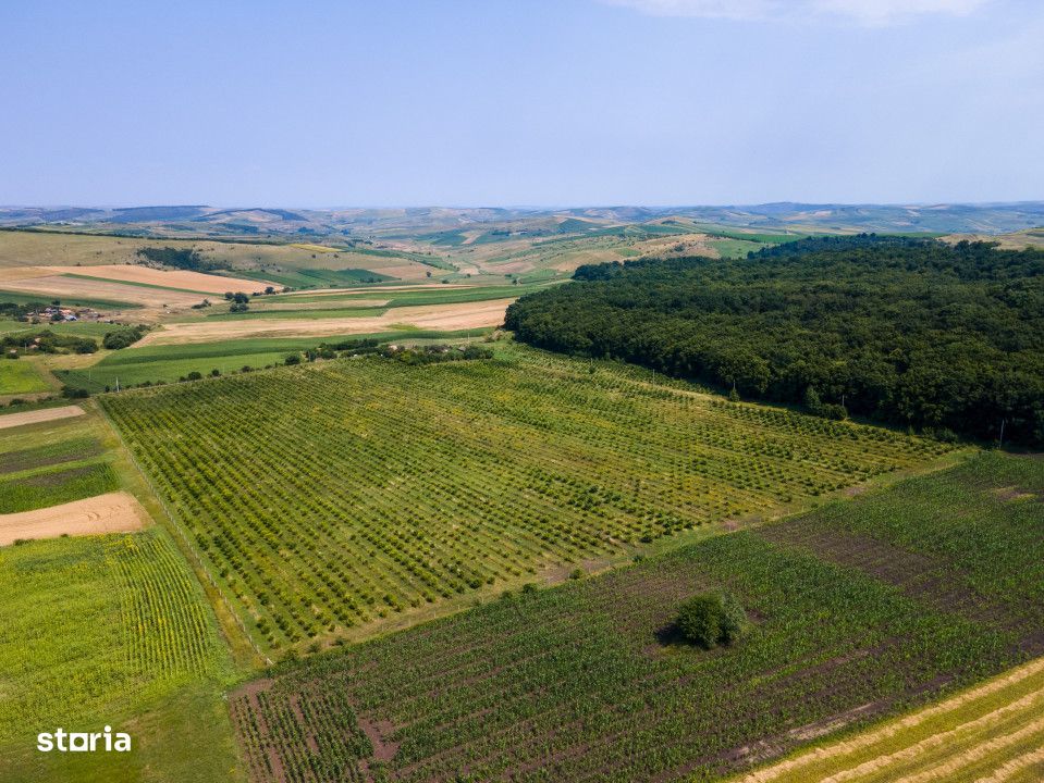 Investitie! Plantatie de alun 6,67ha langa Cluj Napoca