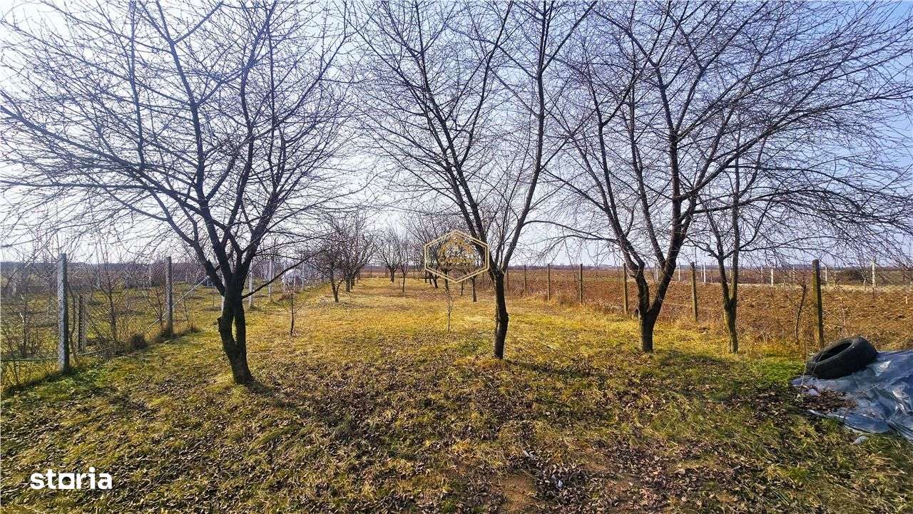 VIDEO | Teren generos, cu livada si casa de vacanta in Satu Mare-8