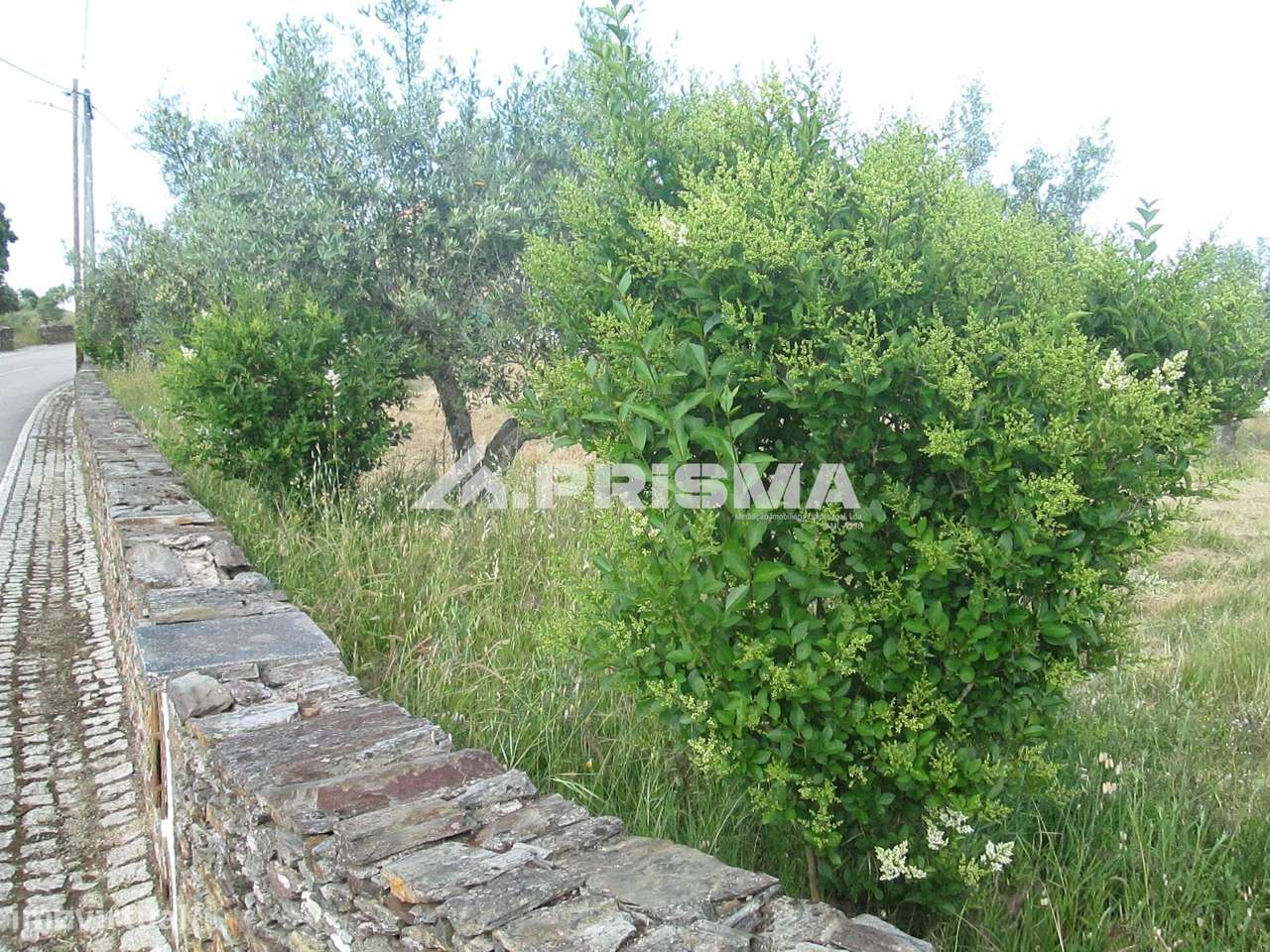 Terreno Rústico à Venda em Benquerenças - Grande imagem: 4/22