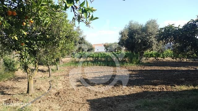 Moradia com grande quintal  - Lote 1960 m2-17