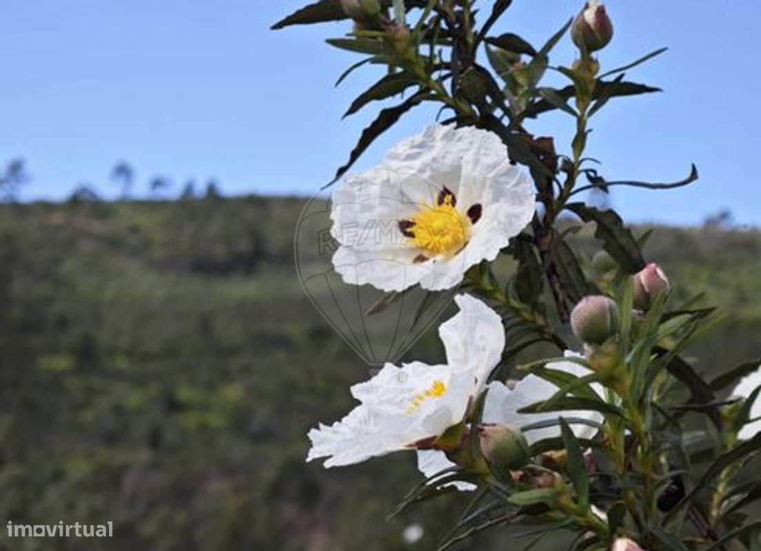 Terreno  para venda - Grande imagem: 4/4