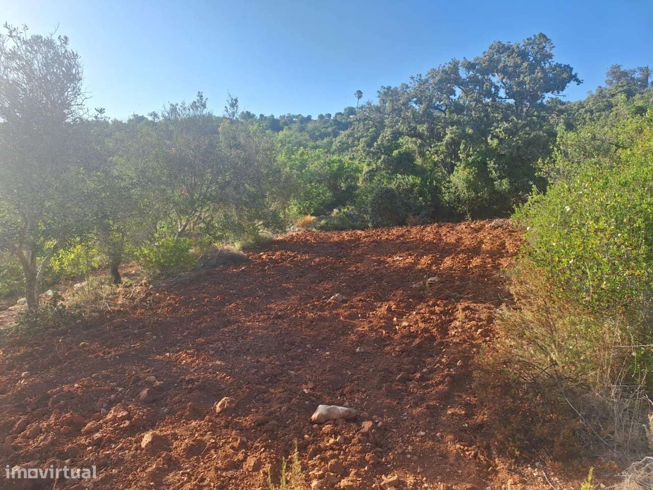 Terreno Rústico a 10km de Estoi-22