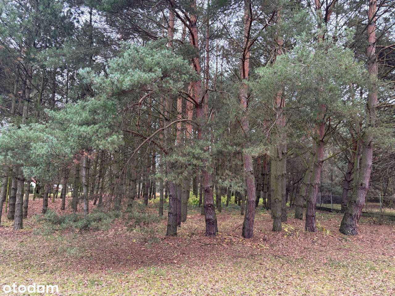 Kameralne działki leśne z wygodnym dojazdem – Bystrzyca - Pełny obrazek: 1/7