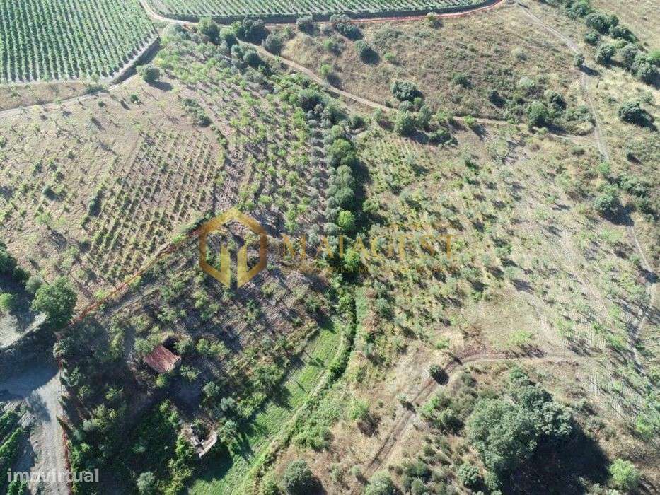 Terreno agrícola para produção de vinho em Freixo de Espada a Cinta - Grande imagem: 3/14