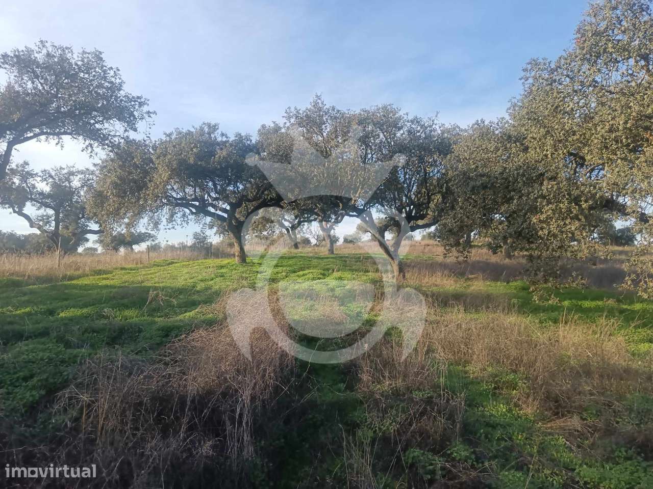 Terreno/Olival - Grande imagem: 3/33