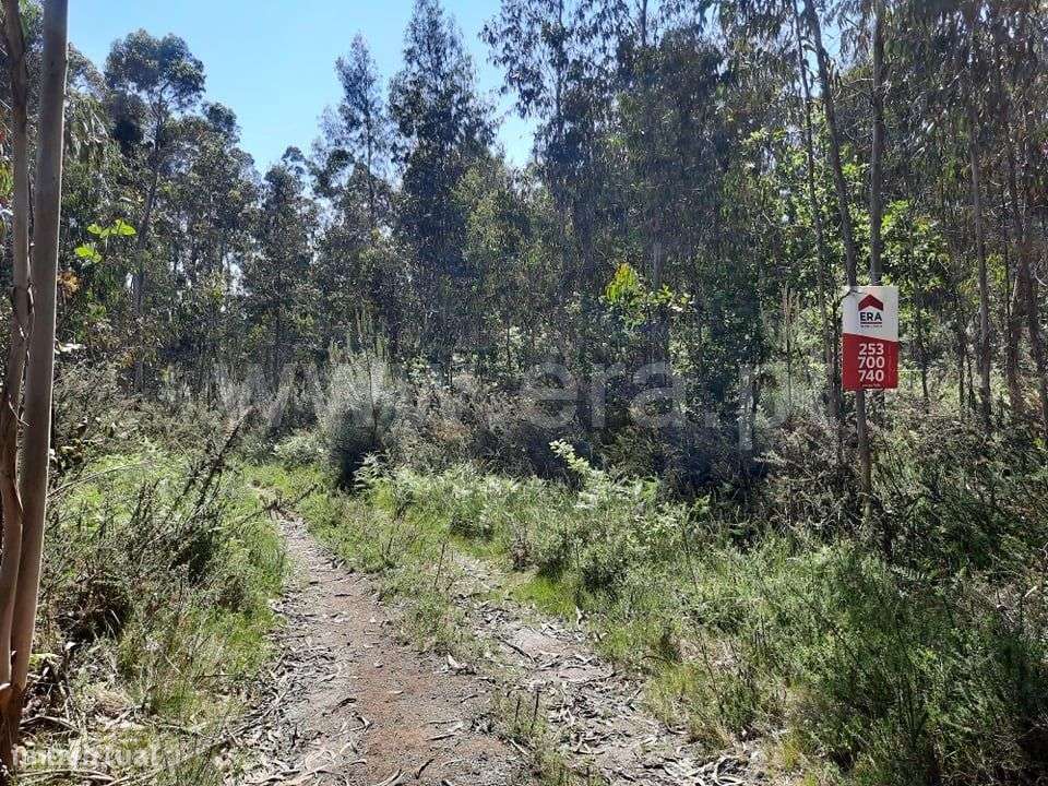 Terreno em Arões São Romão - Grande imagem: 4/12