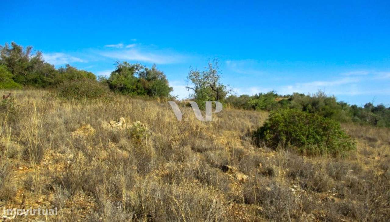 Terreno Rústico em Vale Judeu - Grande imagem: 5/6