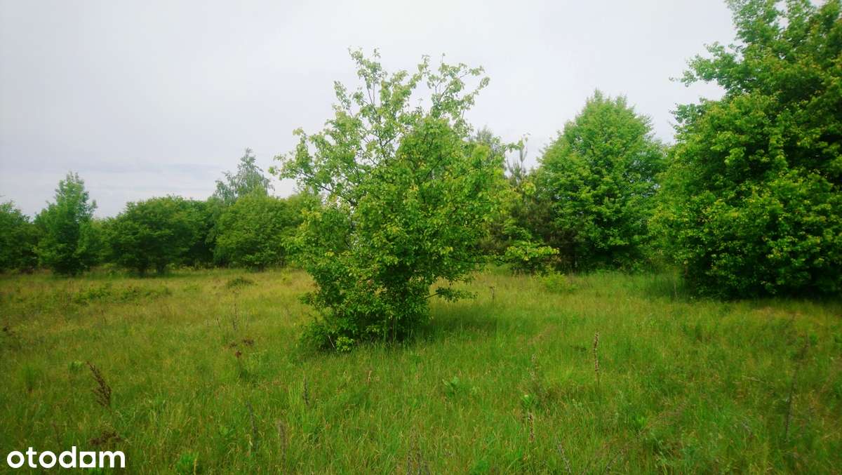 Sprzedam działkę o pow. 1093m2 z prawem zabudowy domem mieszkalnym - Pełny obrazek: 5/10