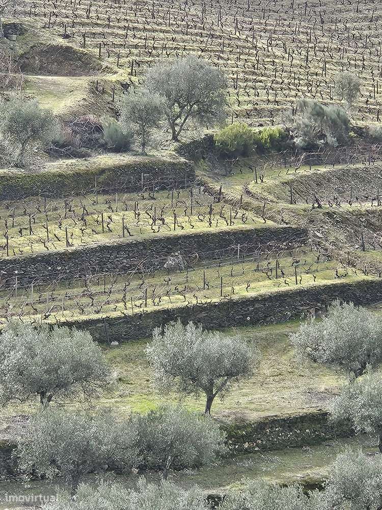 Vinhas para venda em Murça - Grande imagem: 2/28