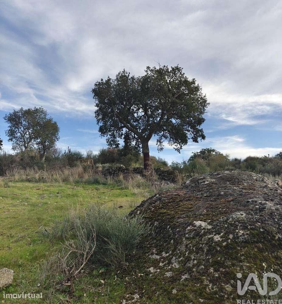 Terreno em Monsanto e Idanha-a-Velha - Grande imagem: 3/6