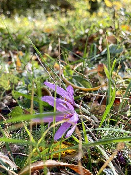 Teren retras panoramic Valea Doftanei 1350 mp panta lina, cu utilitati-5