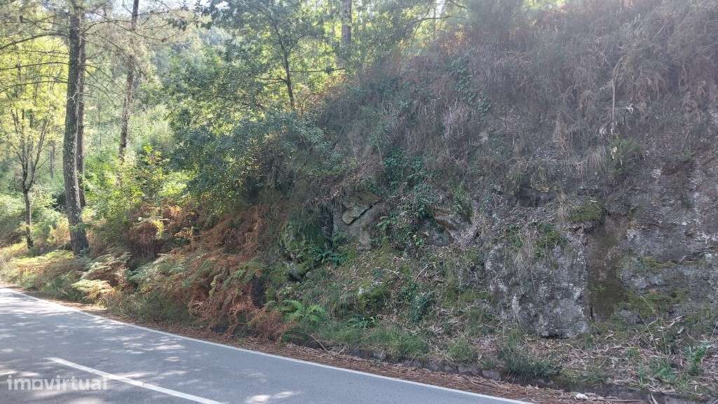 Terreno Agricola - Chamoim - Grande imagem: 5/5