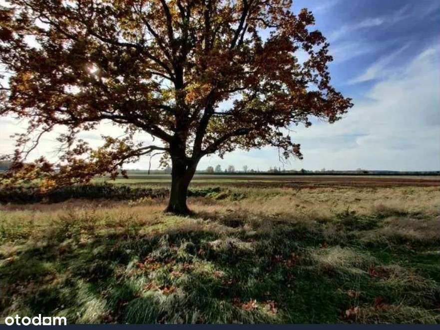 Działki budowlane w malowniczej okolicy puszczy noteckiej - Pełny obrazek: 4/9