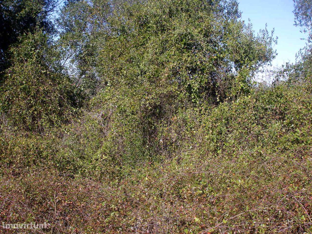 Terreno com 16.440m2 - Grande imagem: 5/6