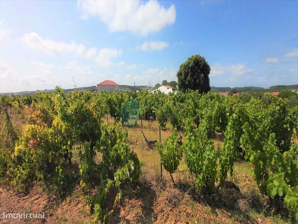 Terreno Misto em Casal dos Pinheirinhos - Moita de Ferreiros. - Grande imagem: 5/12