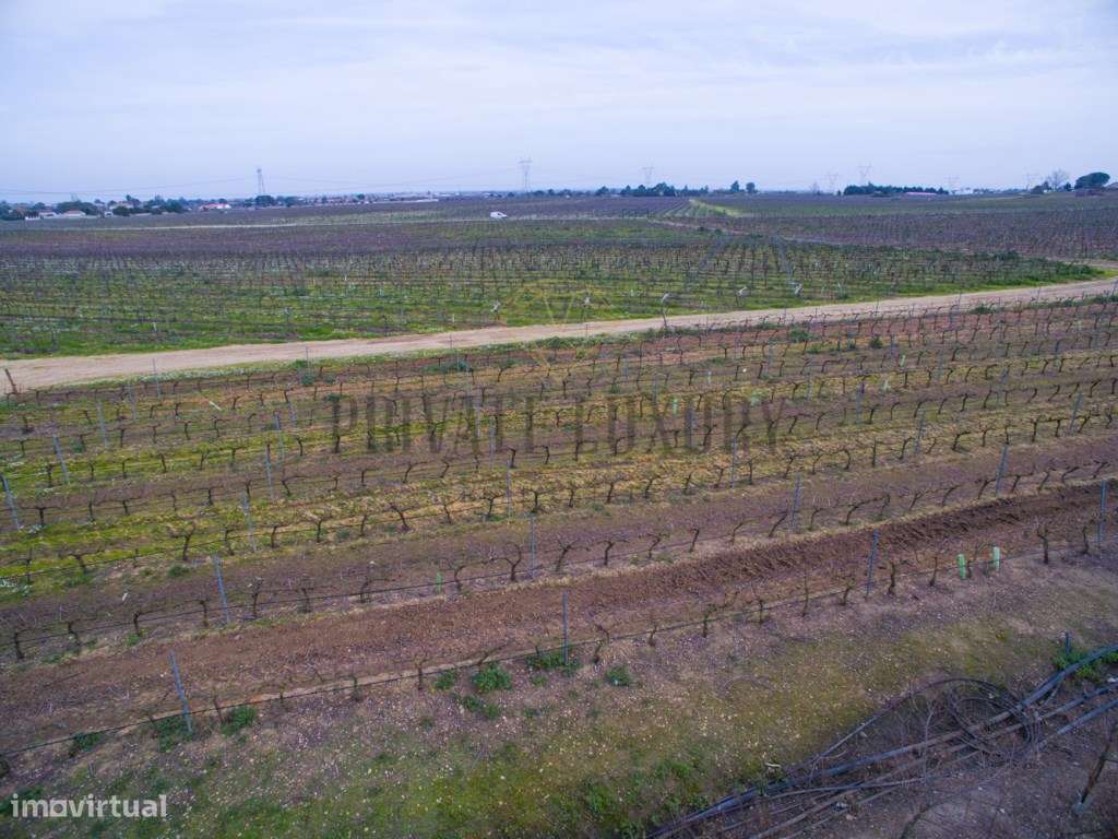 Vinhas Península de Setúbal, casas, anexos e armazém, 45Ha. - Grande imagem: 2/11