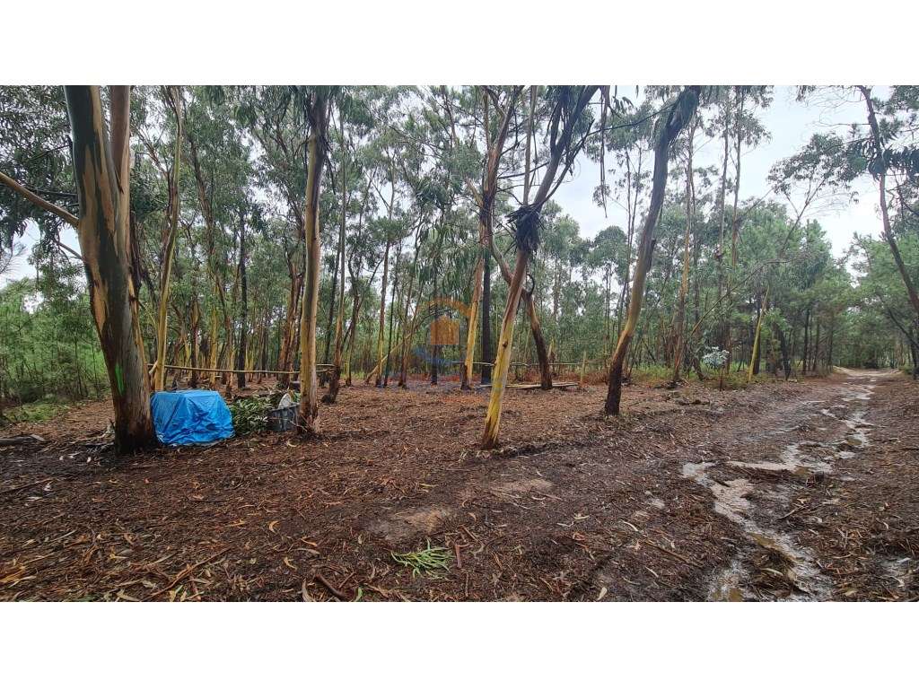 Terreno agrícola 1.200 m2 | Silveira, Torres Vedras - Grande imagem: 4/7