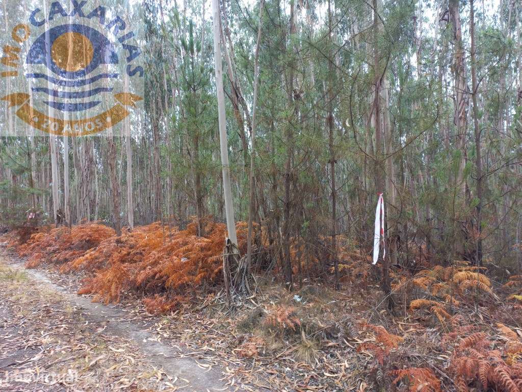 Terreno com pinhal - Grande imagem: 5/5