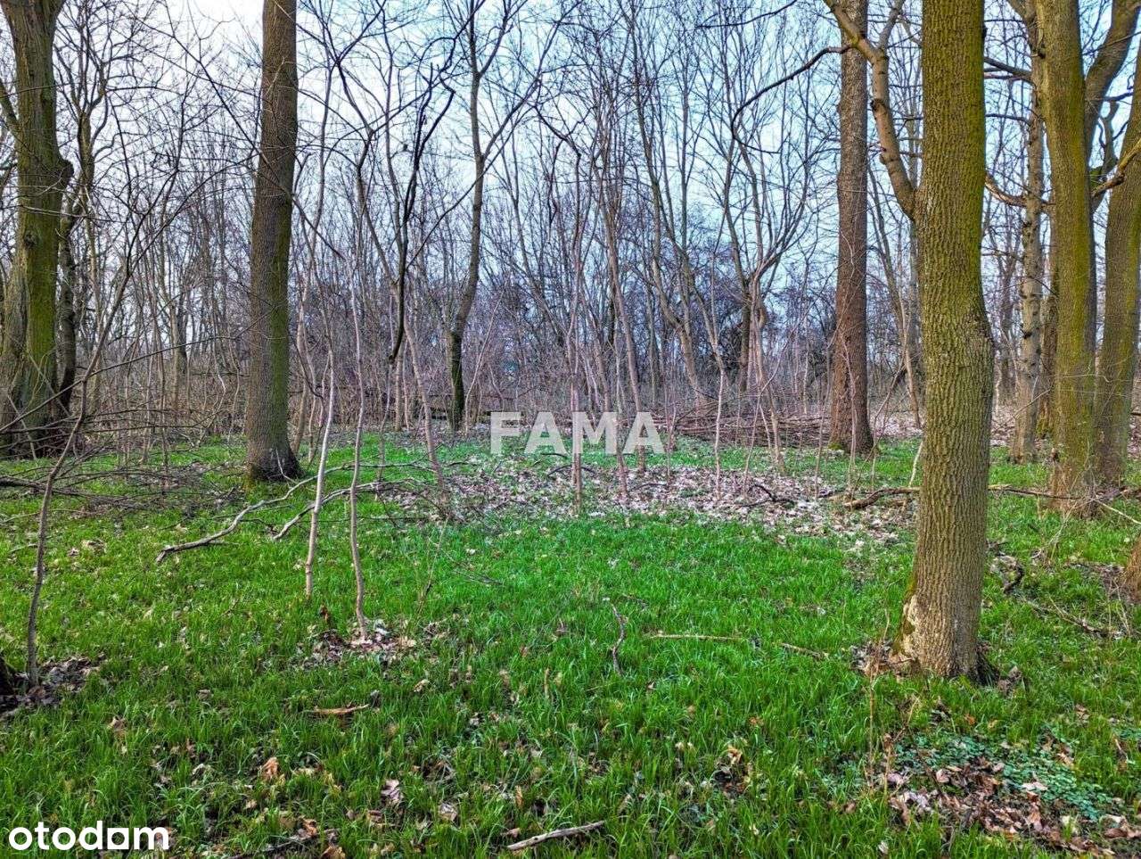 Działka 4,07 ha, Gole, narożna, dojazd asfaltowy - Pełny obrazek: 5/5