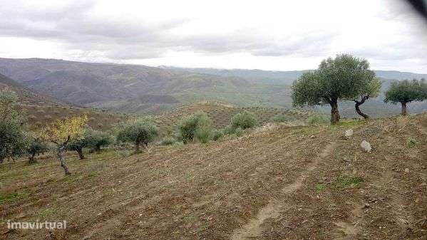 Terreno 15000m2 (1,5h) - Grande imagem: 5/12