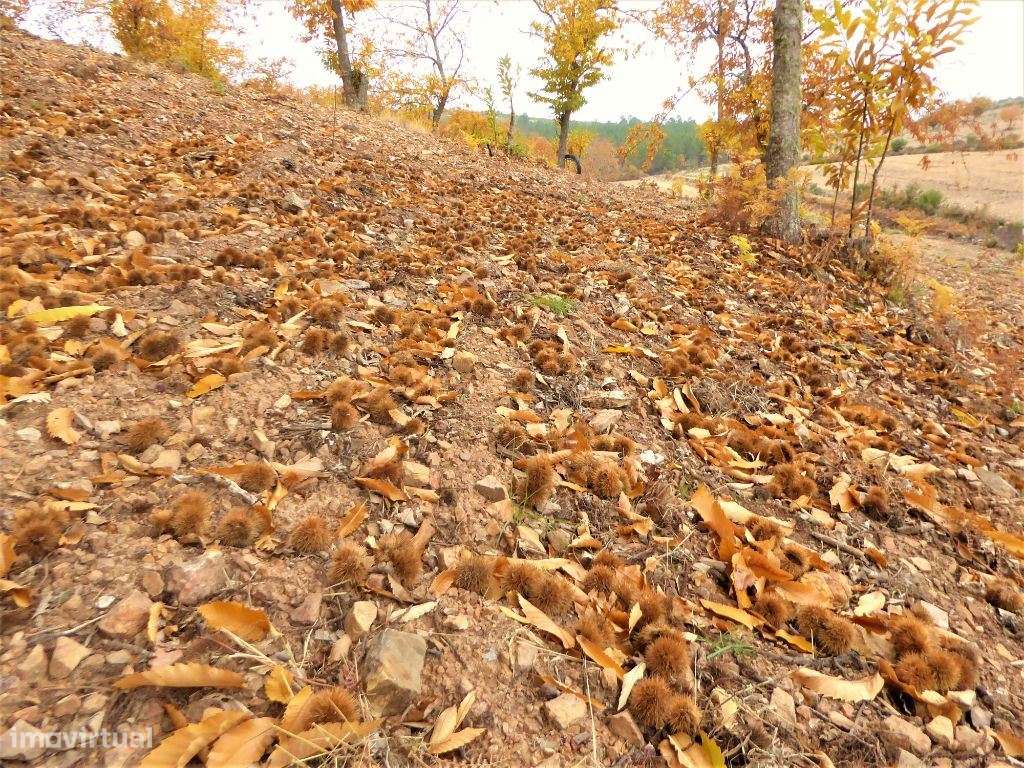160HA com castanheiros, caça e pastos. Portugal, Bragança. - Grande imagem: 3/7