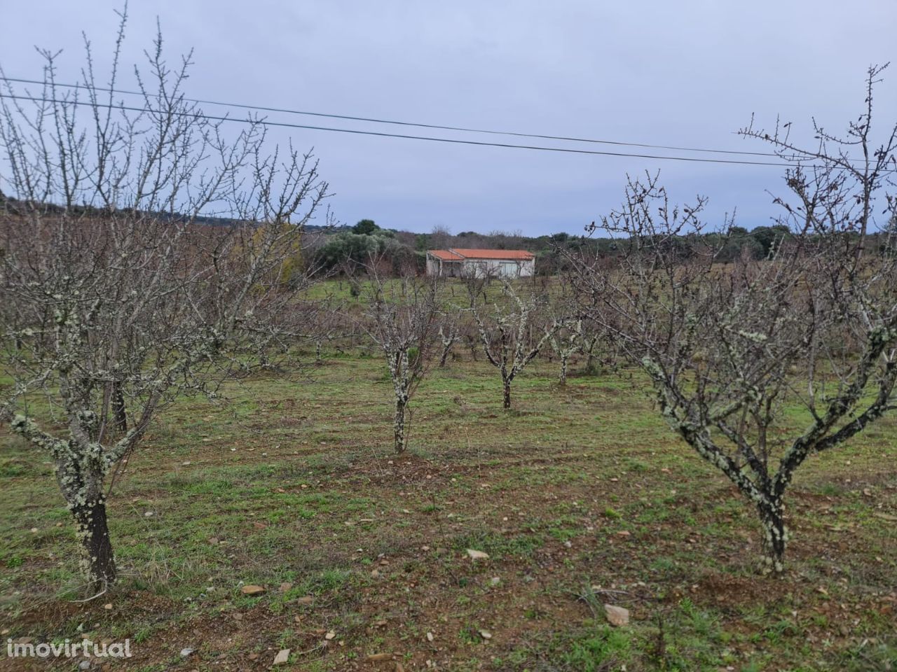 Vende Quinta em Foz Côa c/ 10.000m2