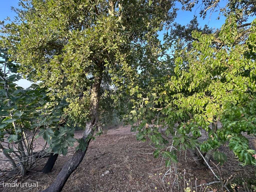 Monte Alentejano com 3,4 ha de natureza e potencial turístico-27