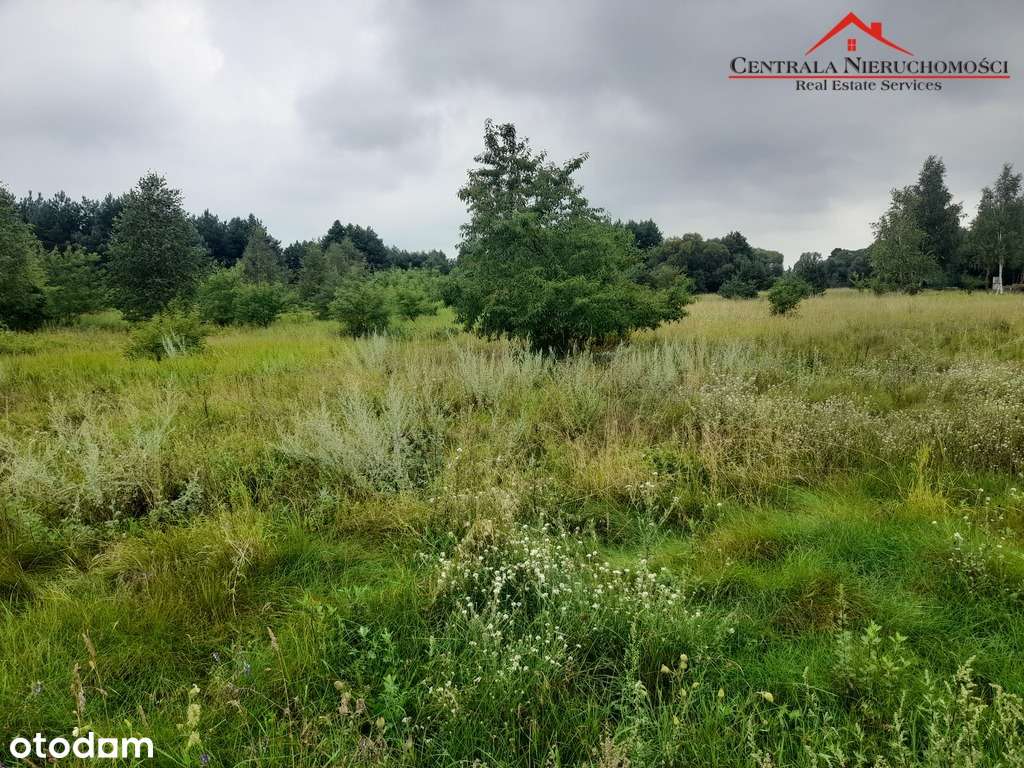 Dwie piękne działki w Gutowie - Pełny obrazek: 4/7