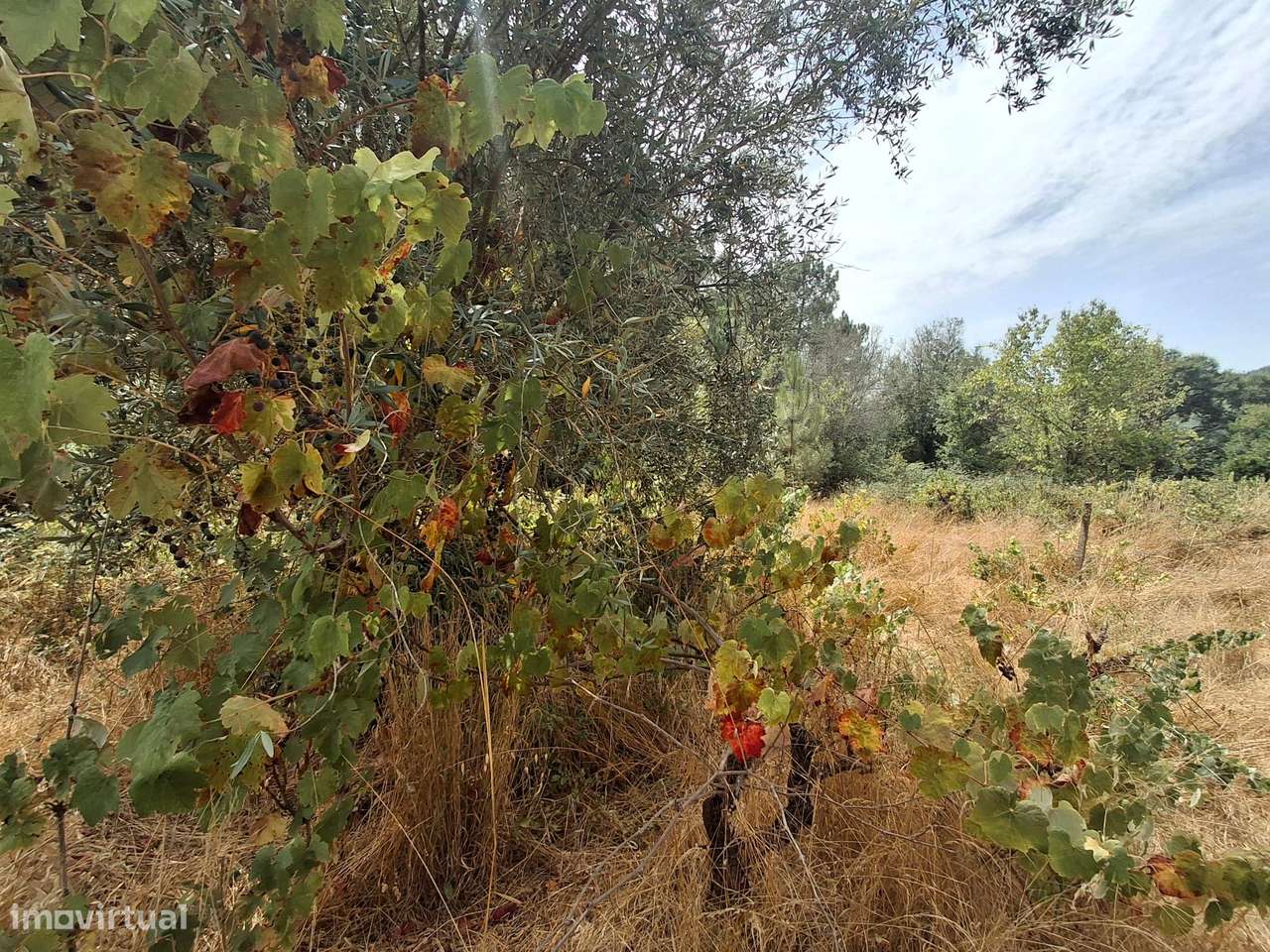 Terreno rústico em Pussos São Pedro, 4880 m² - Grande imagem: 3/16