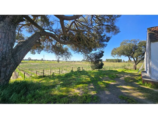 Herdade de 28.000m2 com vinha moscatel e habitações-15