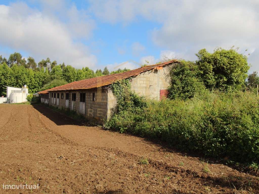 Armazém para venda em Amoreira da Gândara, Anadia | Antigos aviário...-6