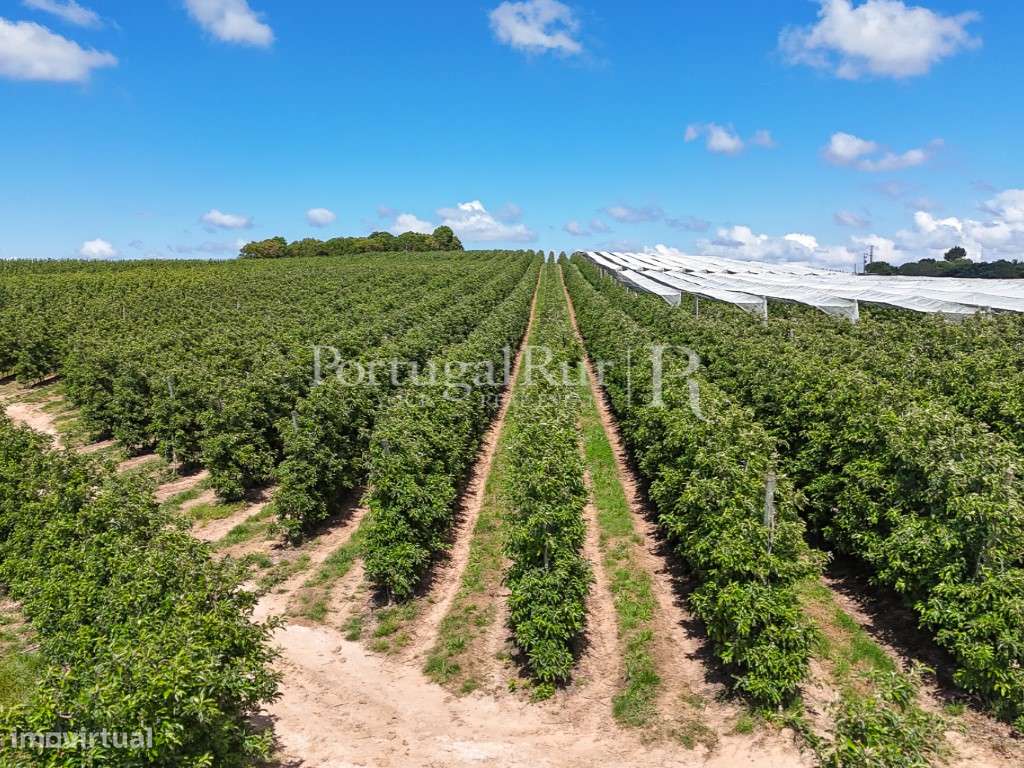 Exploração Agrícola com 37 ha e produção de Pera Rocha no Cadaval-10