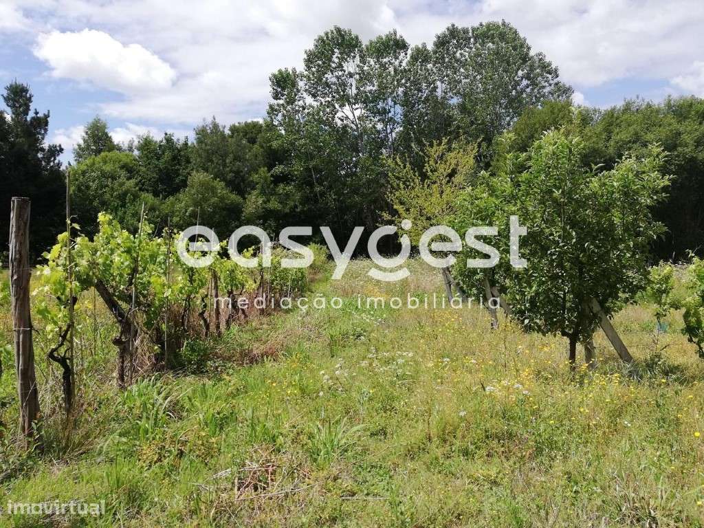 Terreno com vinha e zona florestal - Granja - Grande imagem: 5/12