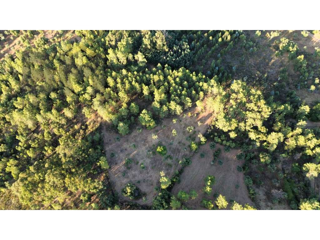 Terreno rústico com 6.600m2, para venda, em Freixial do Campo. - Grande imagem: 2/12