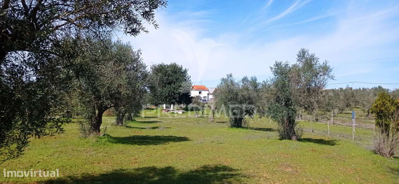Monte Alentejano com 13.250 m2, Casa Branca, Sousel - Grande imagem: 5/22