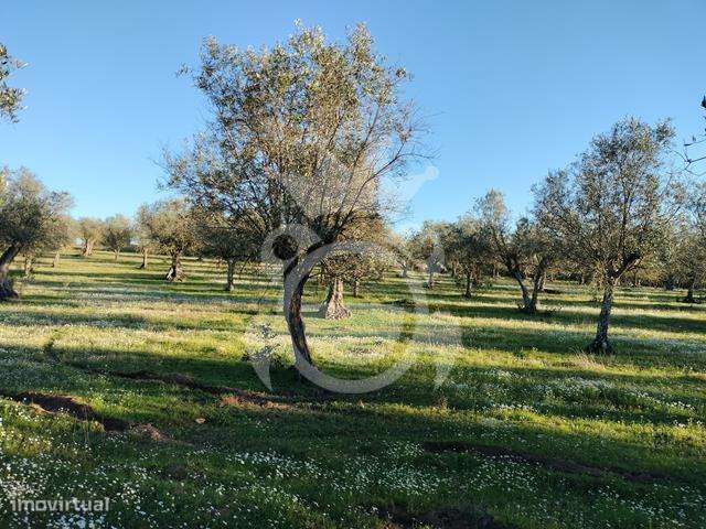 OLIVAL PARA VENDA EM CARRAPATELO - CORVAL-16