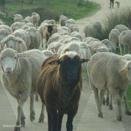 Herdade da Lameira - Country Hotel, Alter Chão, Alentejo, Portalegre,-40