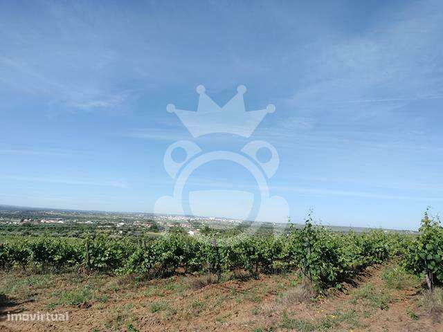 Vinha 5,6 ha com 2 apoios agrícolas e poço - Grande imagem: 5/15