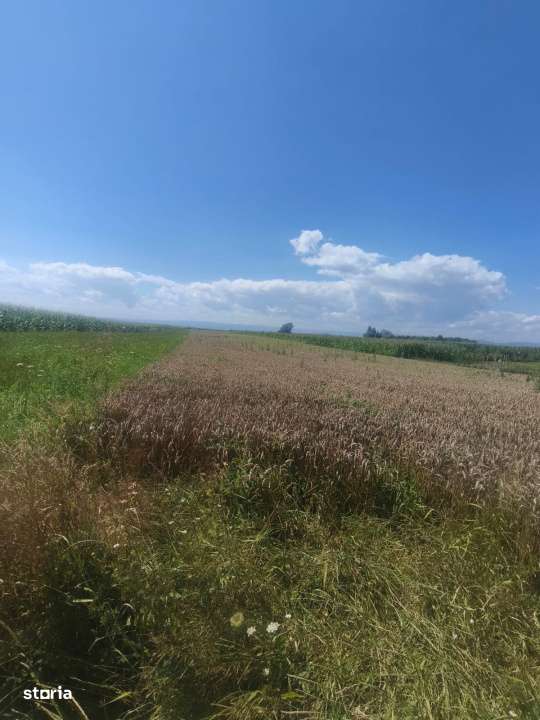 Teren intravilan, 10000mp, zona Maneuti, Radauti - Imagine principală: 5/6